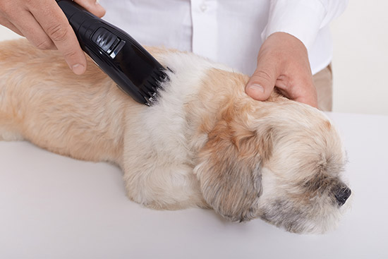 Heat stress in the grooming saloon